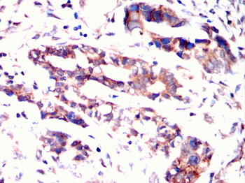 MSN Antibody
