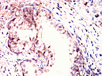 MSN Antibody
