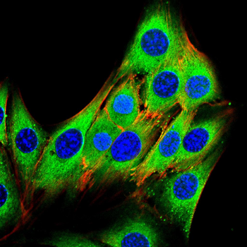 RAP1A Antibody