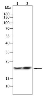 RAP1A Antibody
