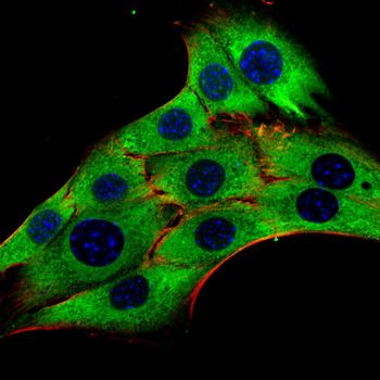 EIF4B Antibody