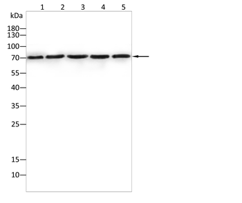 EIF4B Antibody