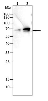 EIF4B Antibody