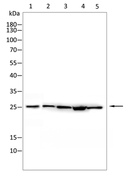 ARHGDIA Antibody