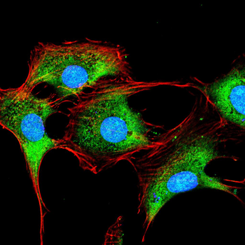 INCENP Antibody