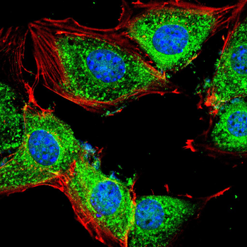 ANXA1 Antibody