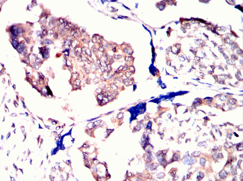 ANXA1 Antibody