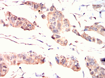ANXA1 Antibody