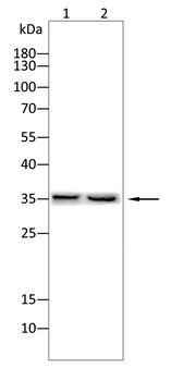 CD59 Antibody