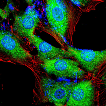 ID2 Antibody