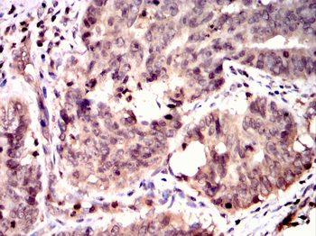 ID2 Antibody