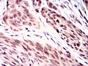 ID2 Antibody