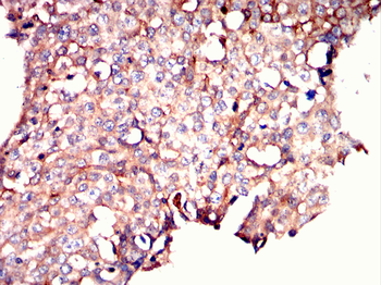 ID2 Antibody
