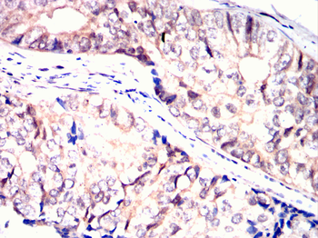 ID2 Antibody