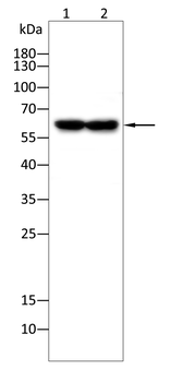 PDE1B Antibody