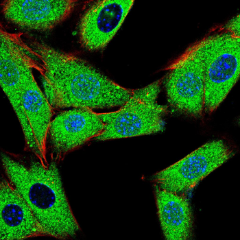PIWIL4 Antibody
