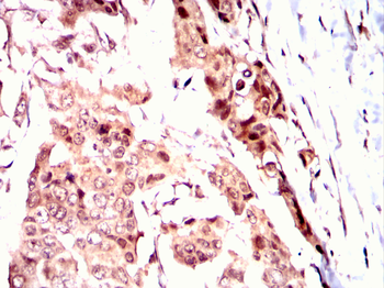 PIWIL4 Antibody