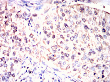 PIWIL4 Antibody