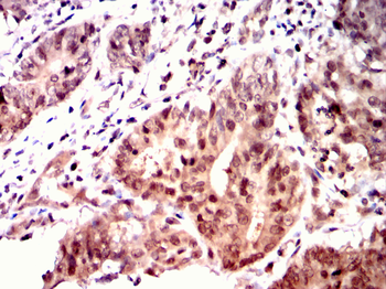 PIWIL4 Antibody