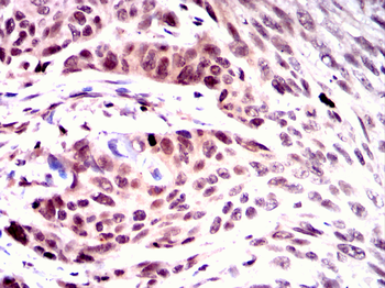 PIWIL4 Antibody