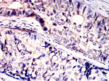 PIWIL4 Antibody