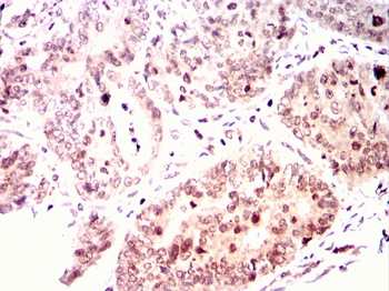 GATA6 Antibody
