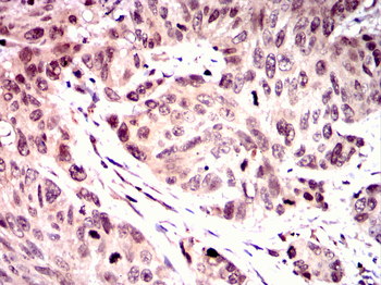 GATA6 Antibody