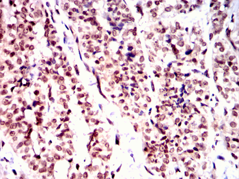 GATA6 Antibody
