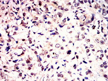 GATA6 Antibody