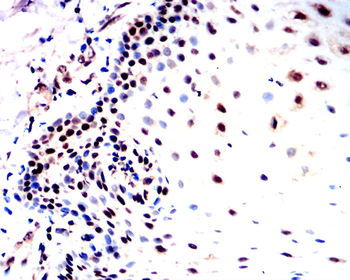 SMAD1/5/9 Antibody
