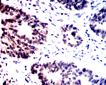 TWIST1 Antibody