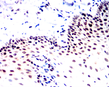 TWIST1 Antibody