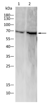 CASP8 Antibody