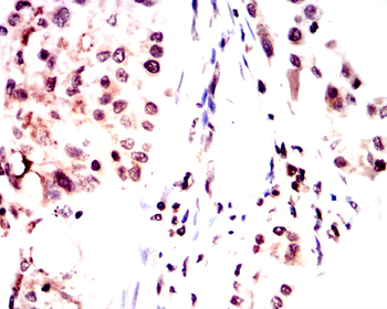 NANOG Antibody