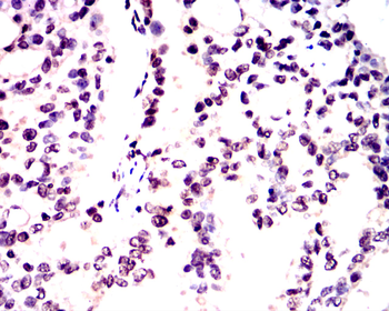 NANOG Antibody