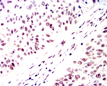 NANOG Antibody