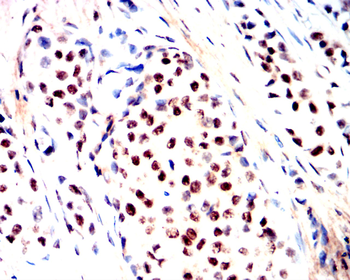 DNMT1 Antibody