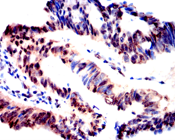DNMT1 Antibody
