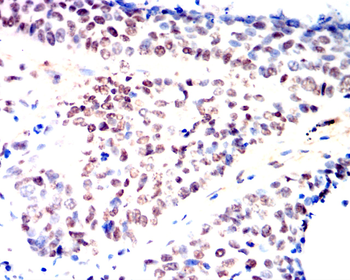 DNMT1 Antibody