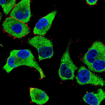 CREBBP Antibody