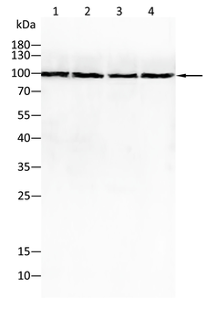NOTCH2 Antibody