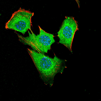 CASP1 Antibody