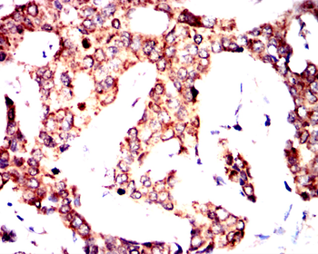 BMP4 Antibody