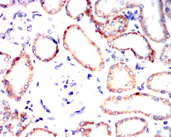 BMP4 Antibody