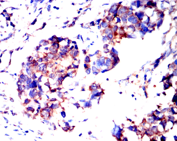 BMP4 Antibody