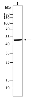 BMP4 Antibody
