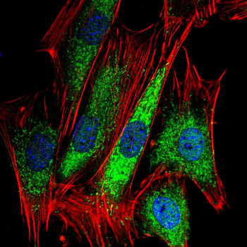 NOX4 Antibody