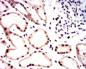 NOX4 Antibody