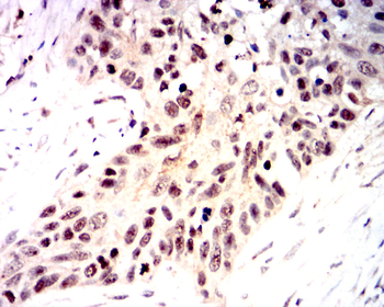 NOX4 Antibody