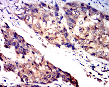NOX4 Antibody